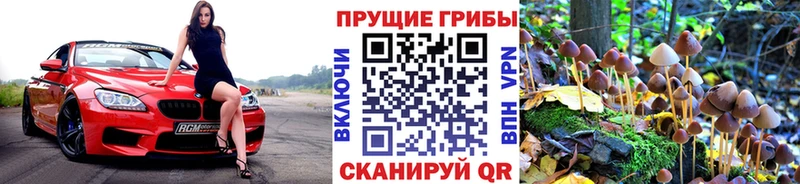 Псилоцибиновые грибы Psilocybe  что такое   Апатиты 